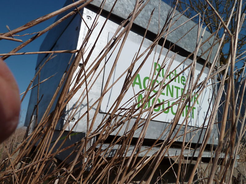 La ruche Accenteur mouchet