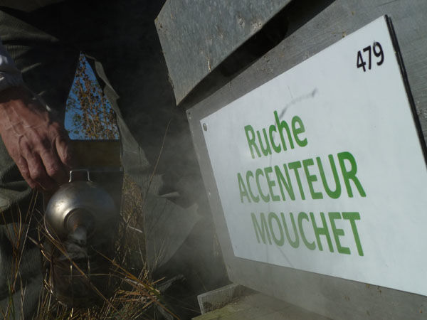 La ruche Accenteur mouchet