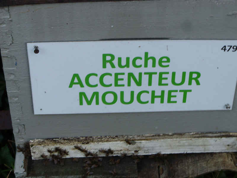 La ruche Accenteur mouchet
