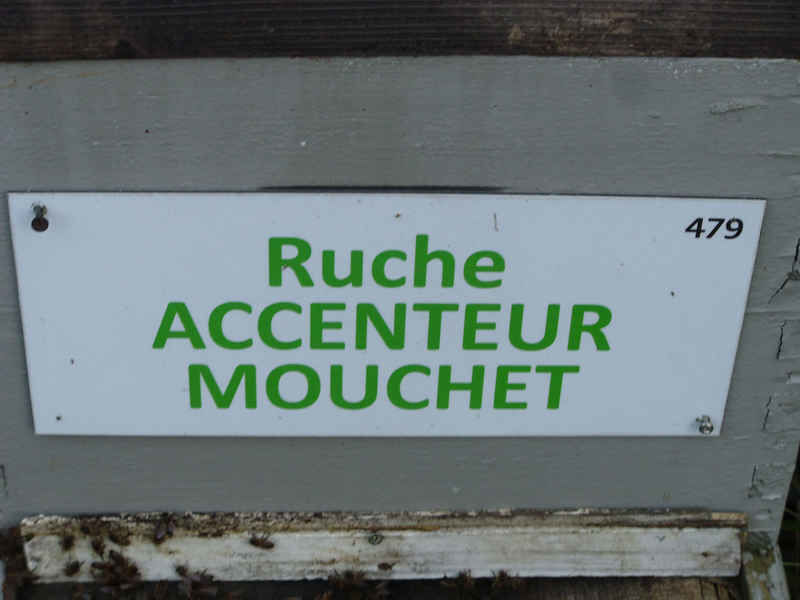 La ruche Accenteur mouchet