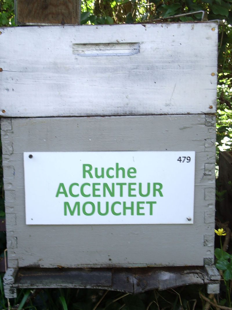 La ruche Accenteur mouchet