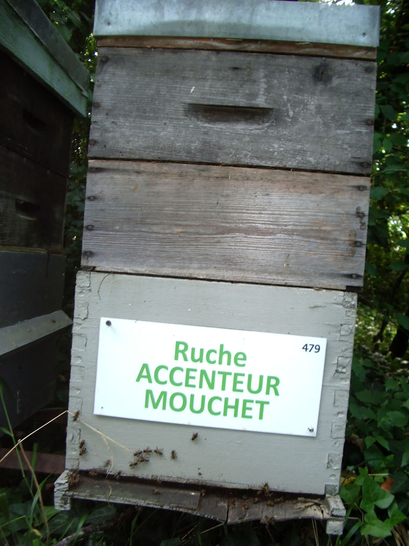 La ruche Accenteur mouchet