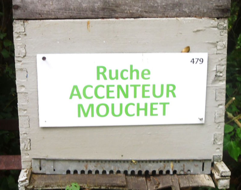 La ruche Accenteur mouchet