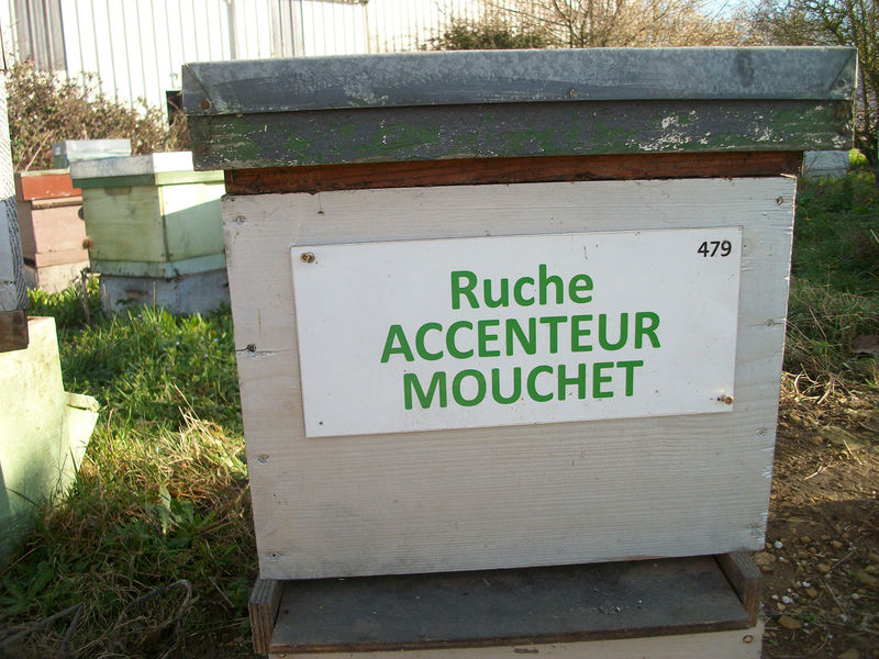 La ruche Accenteur mouchet