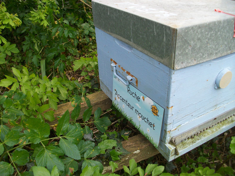 La ruche Accenteur mouchet