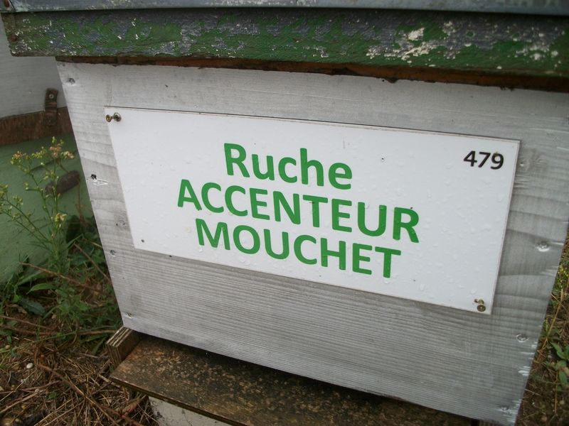 La ruche Accenteur mouchet