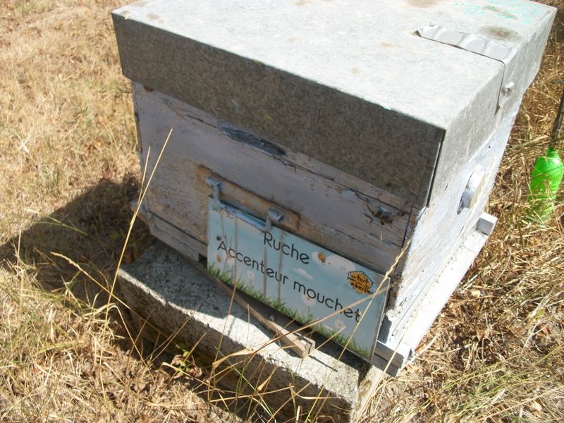 La ruche Accenteur mouchet