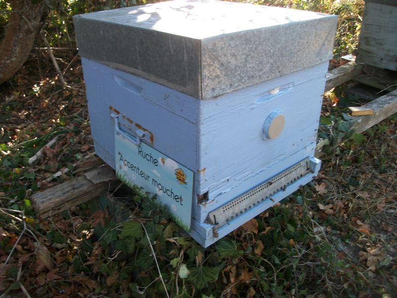 La ruche Accenteur mouchet