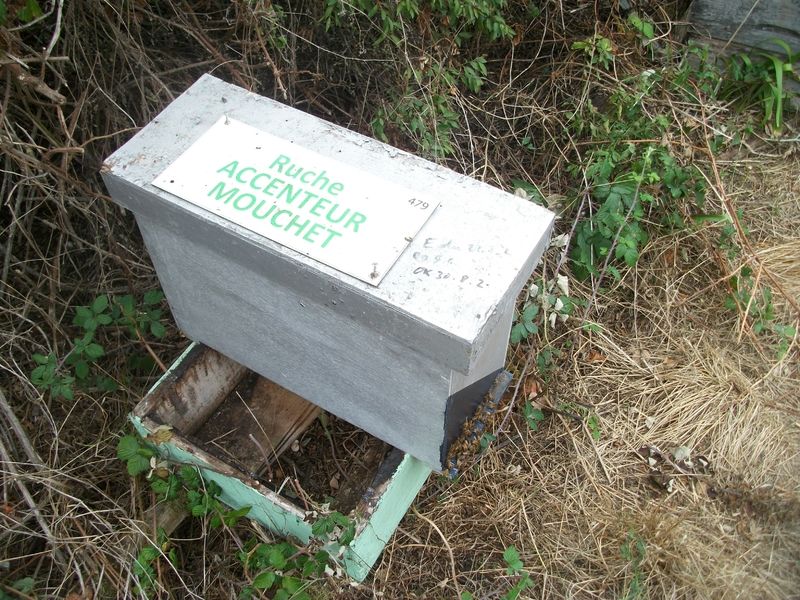 La ruche Accenteur mouchet