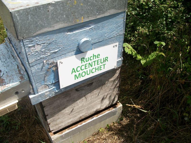 La ruche Accenteur mouchet