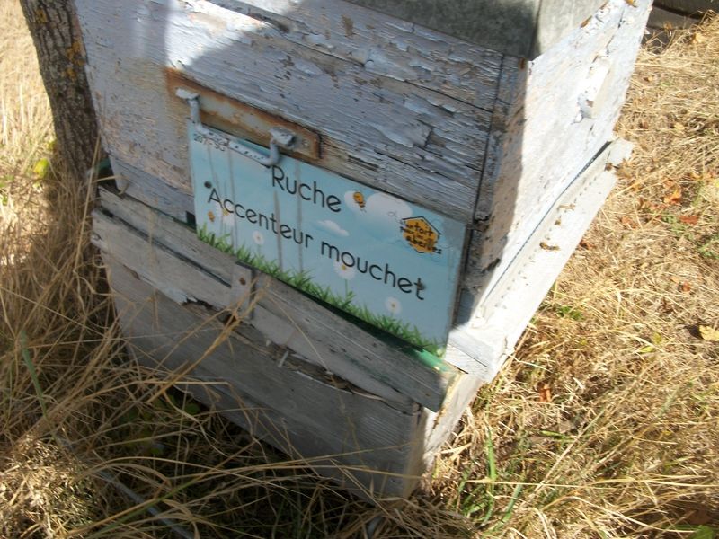 La ruche Accenteur mouchet