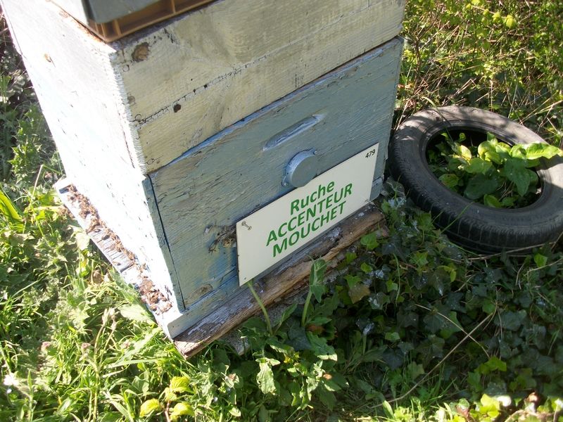 La ruche Accenteur mouchet