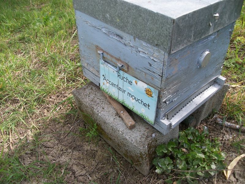 La ruche Accenteur mouchet