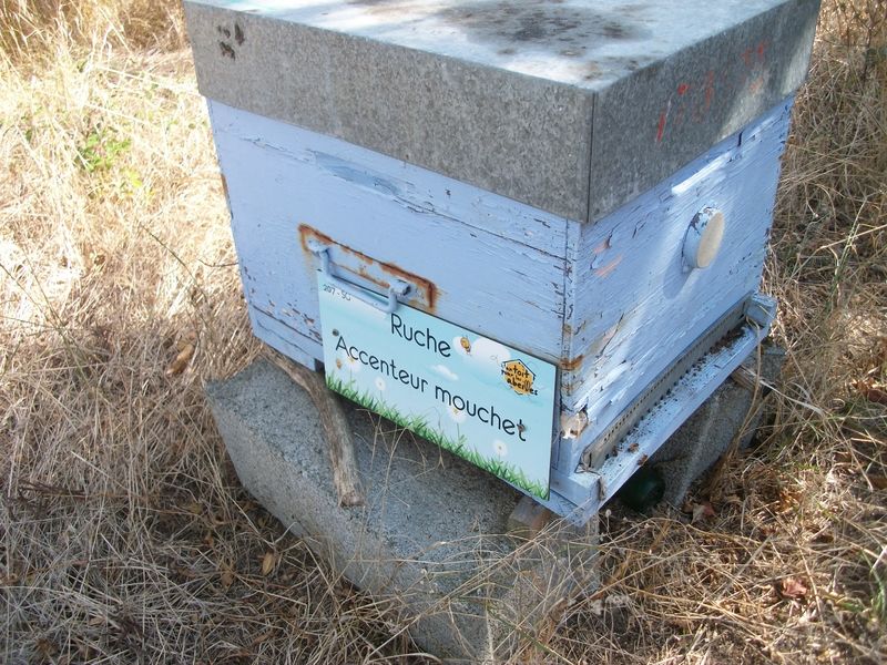 La ruche Accenteur mouchet