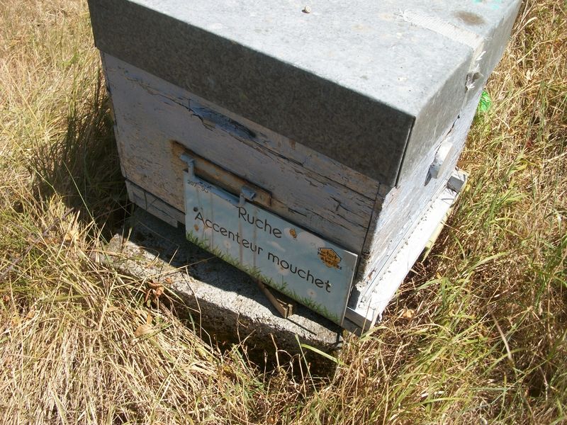 La ruche Accenteur mouchet