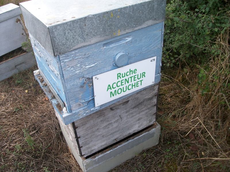 La ruche Accenteur mouchet