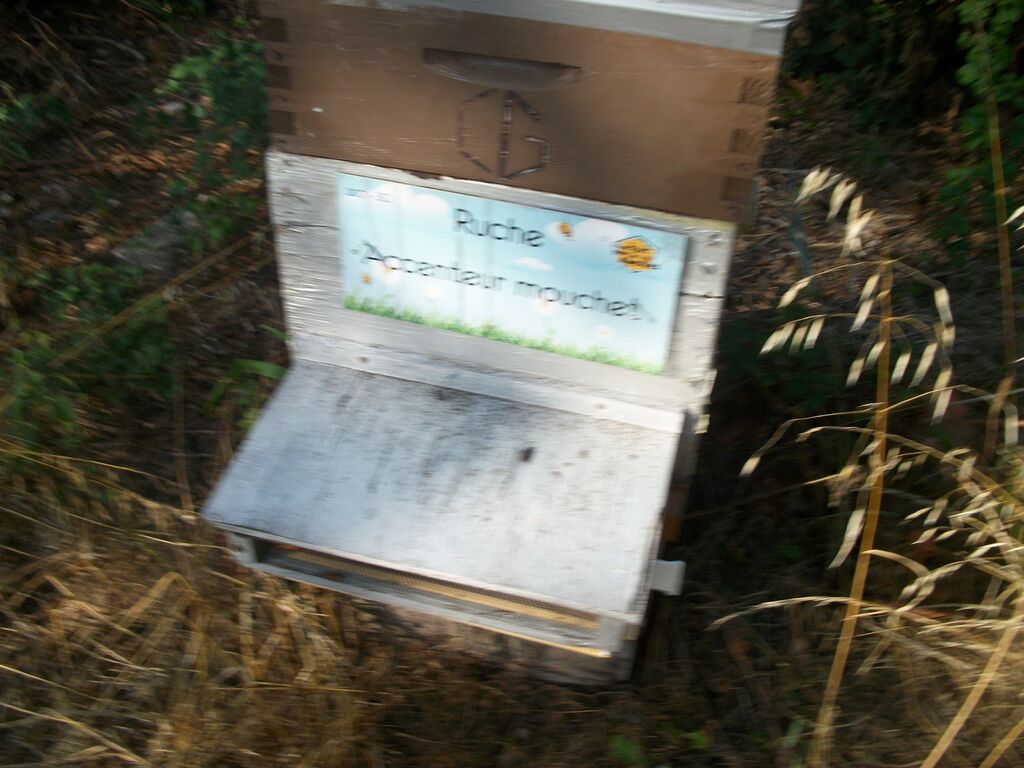 La ruche Accenteur mouchet