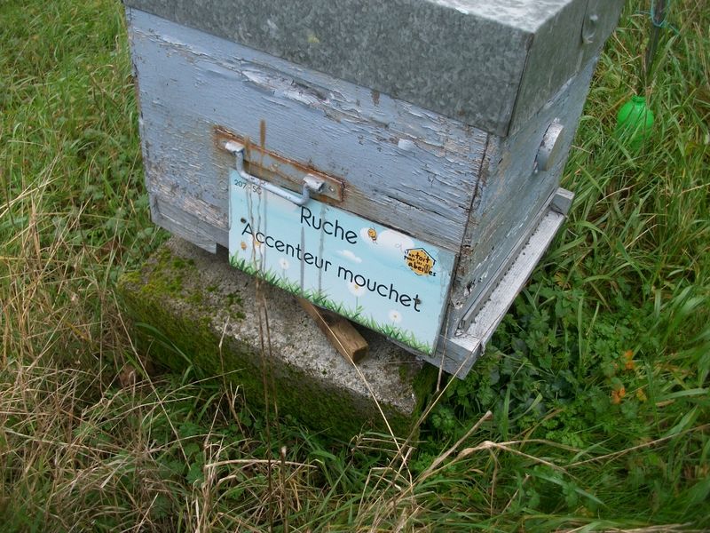 La ruche Accenteur mouchet