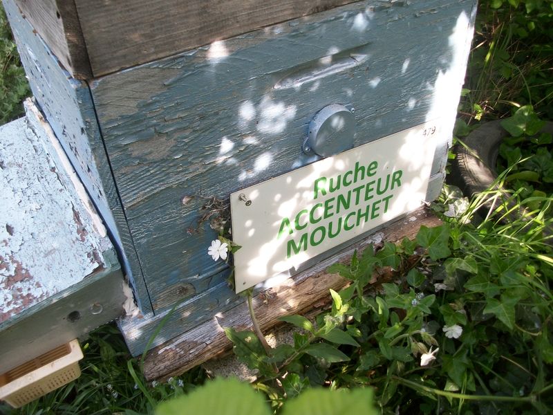 La ruche Accenteur mouchet