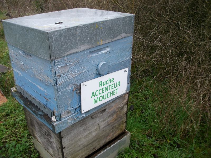 La ruche Accenteur mouchet