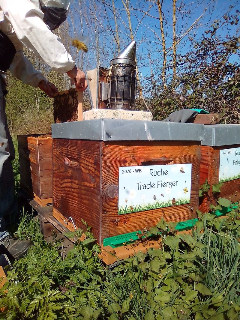 La ruche Trade Fierger