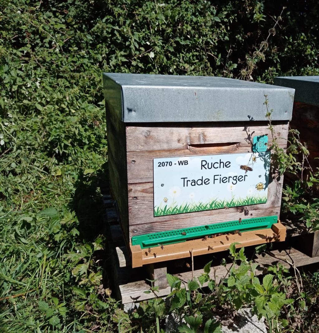 La ruche Trade Fierger