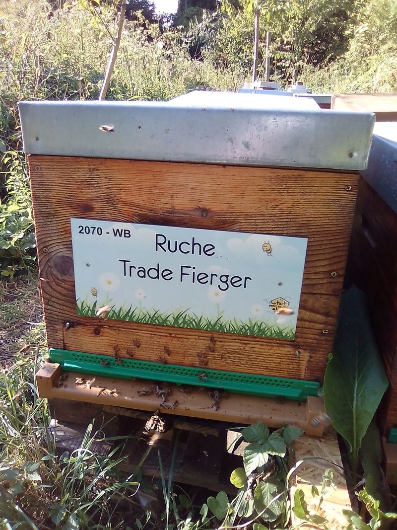 La ruche Trade Fierger