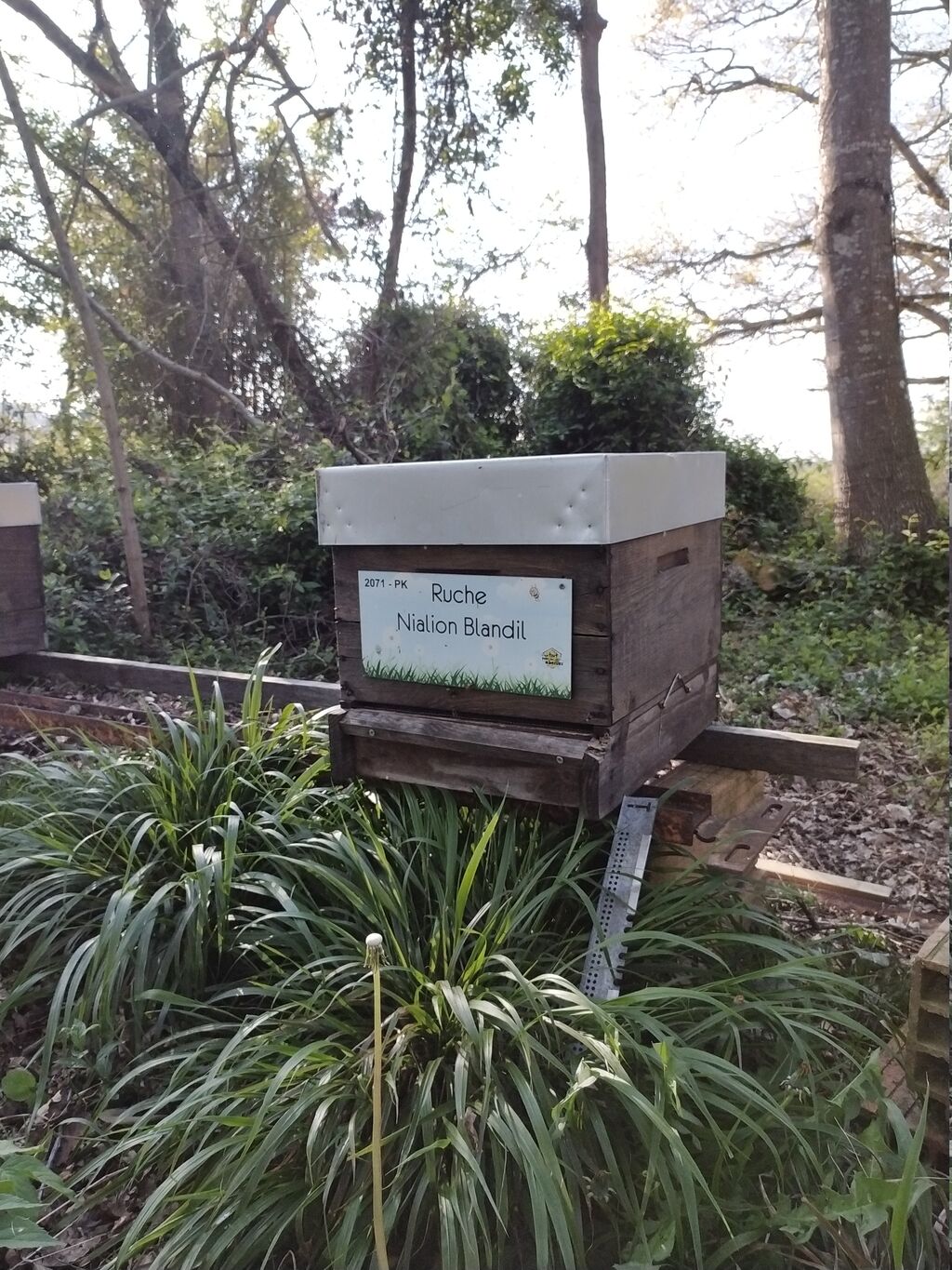 La ruche Nialion Blandil