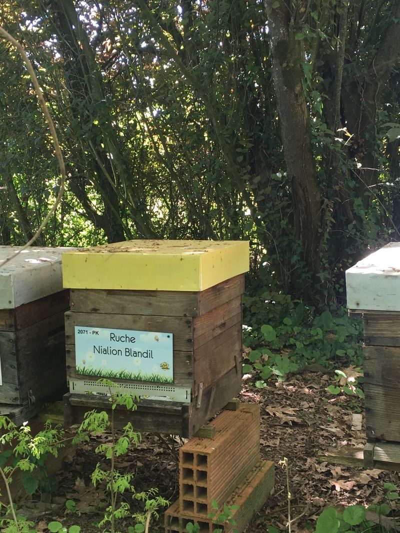 La ruche Nialion Blandil