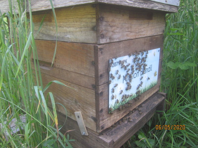 La ruche Nialion Blandil