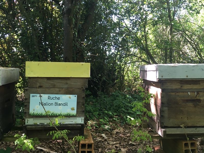 La ruche Nialion Blandil