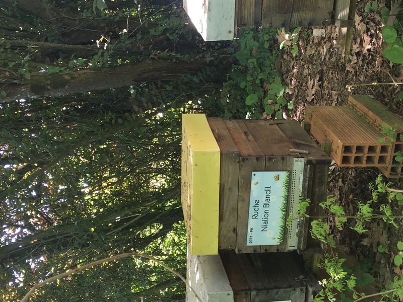 La ruche Nialion Blandil