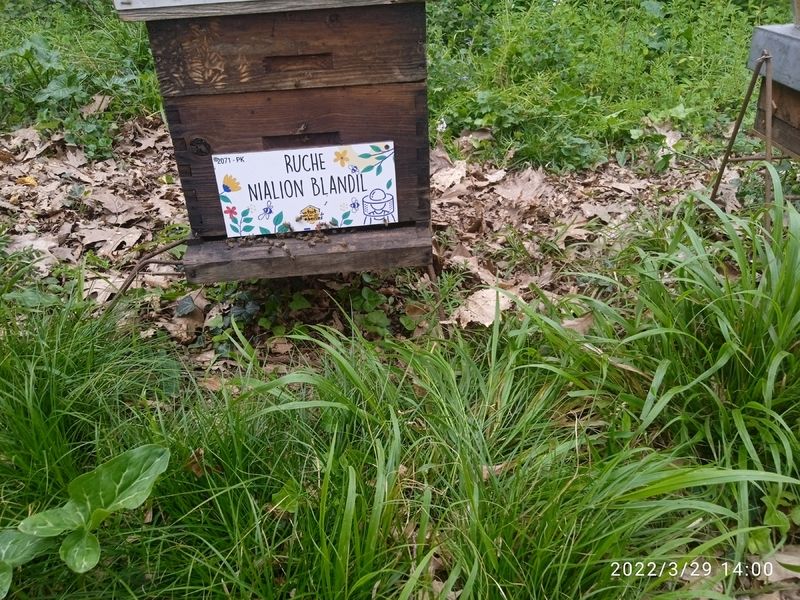 La ruche Nialion Blandil