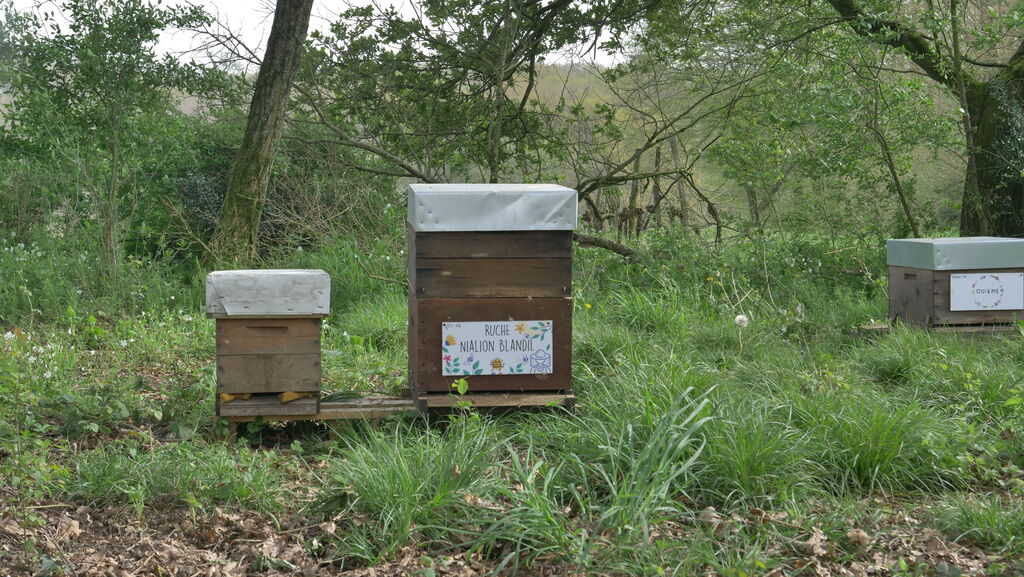 La ruche Nialion Blandil
