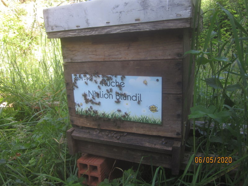 La ruche Nialion Blandil
