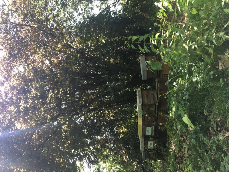 La ruche Nialion Blandil