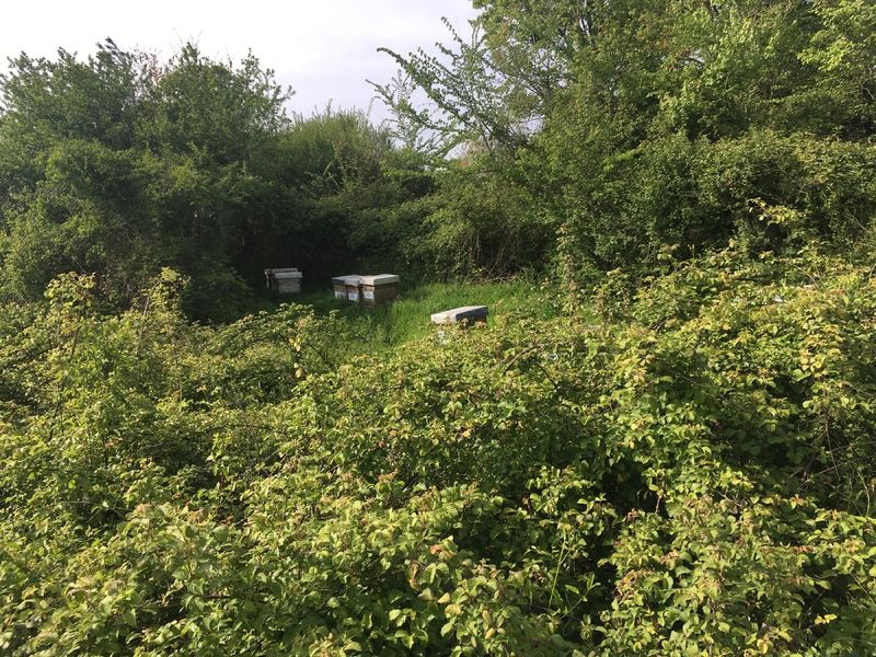 La ruche Nialion Blandil