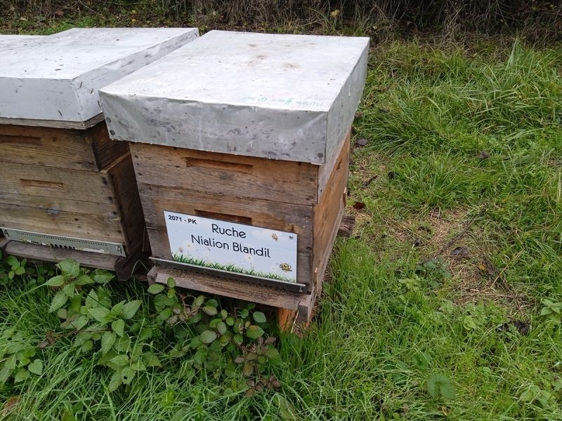 La ruche Nialion Blandil
