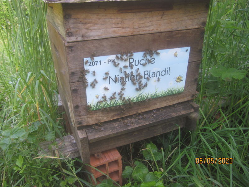 La ruche Nialion Blandil