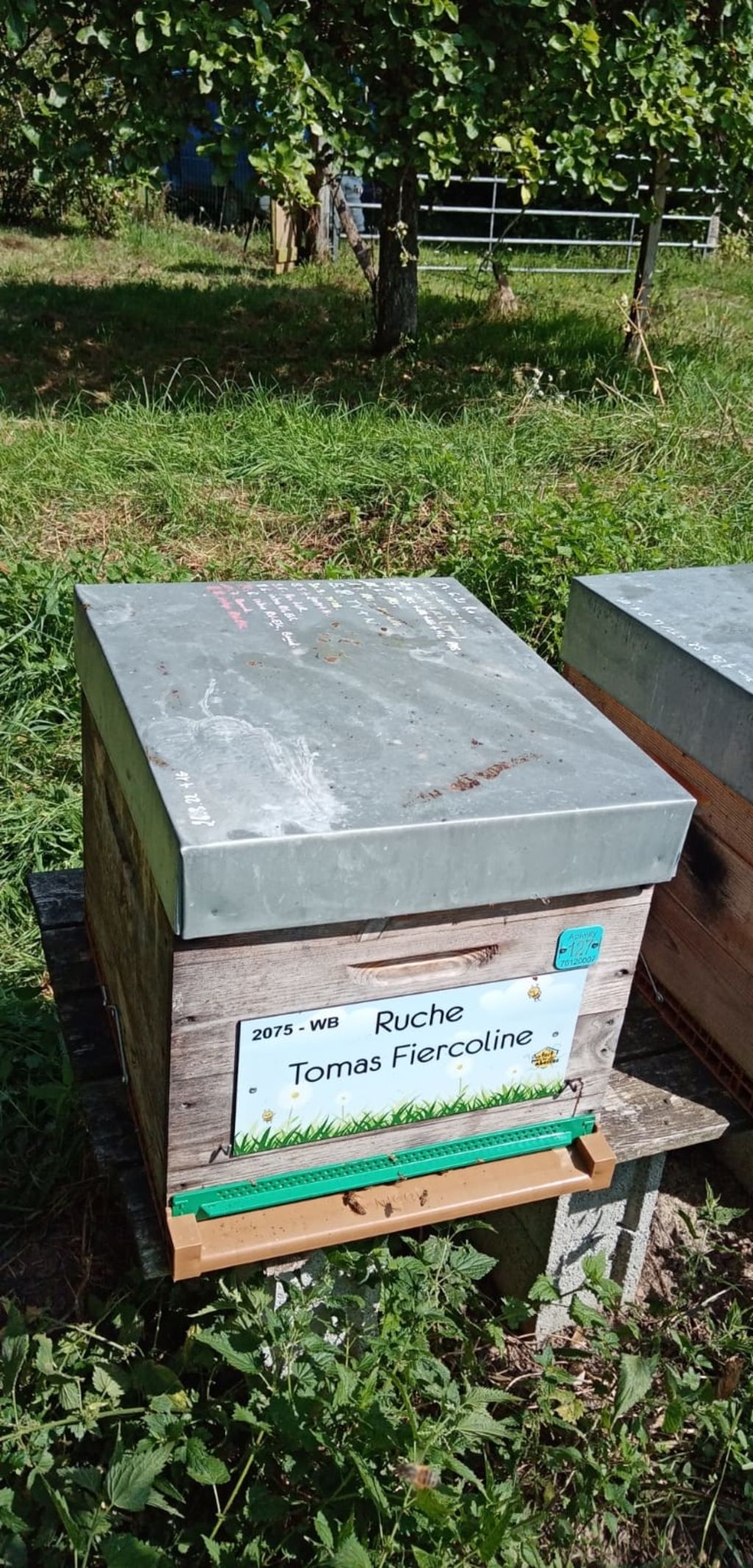 La ruche Tomas Fiercoline