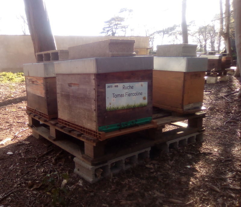 La ruche Tomas Fiercoline