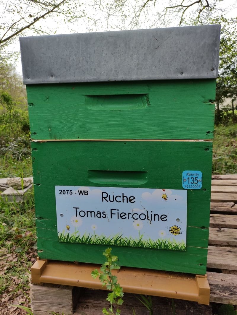 La ruche Tomas Fiercoline