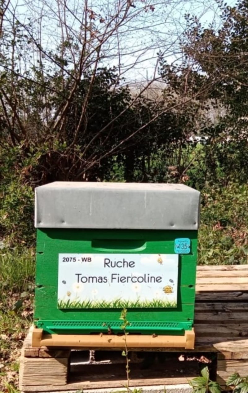La ruche Tomas Fiercoline
