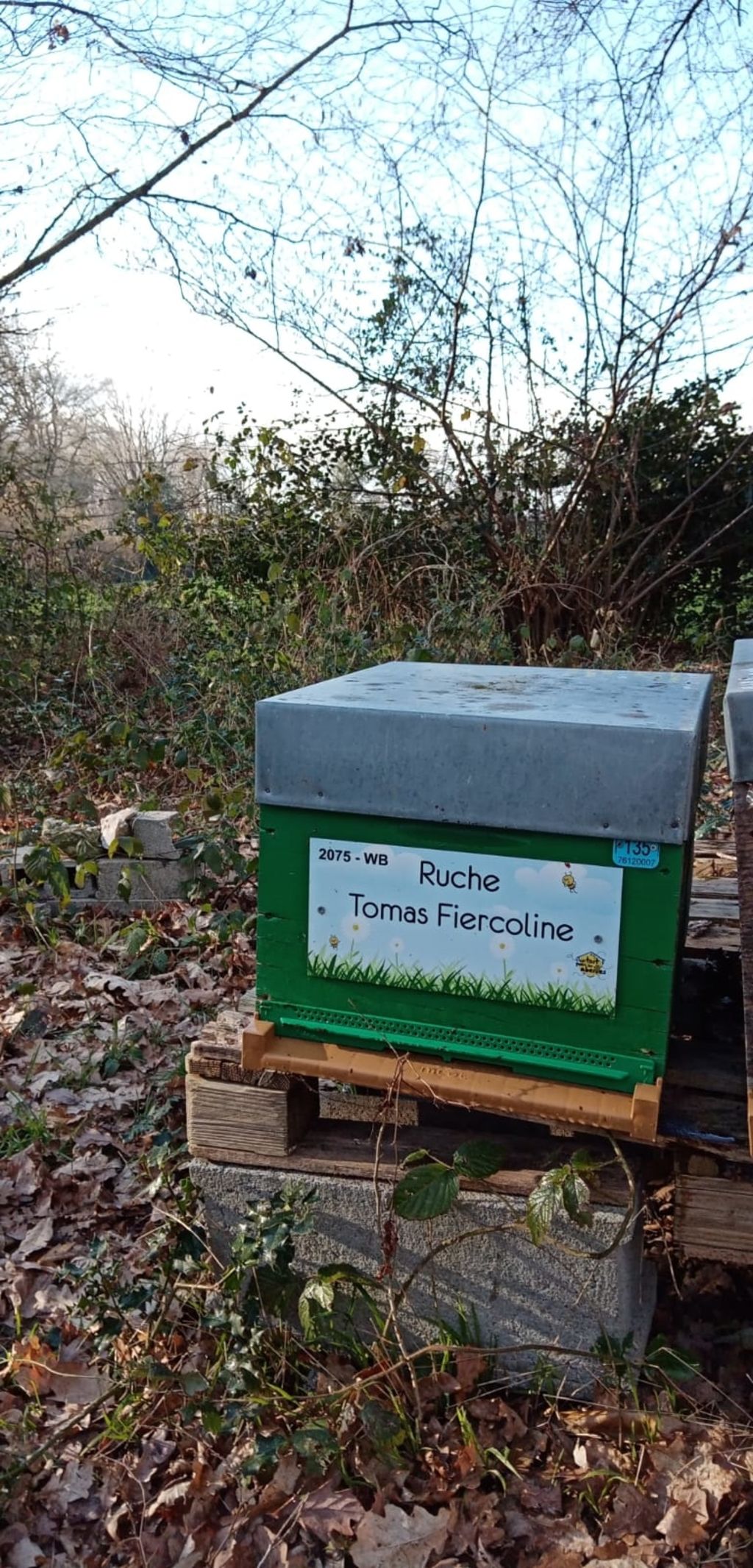 La ruche Tomas Fiercoline