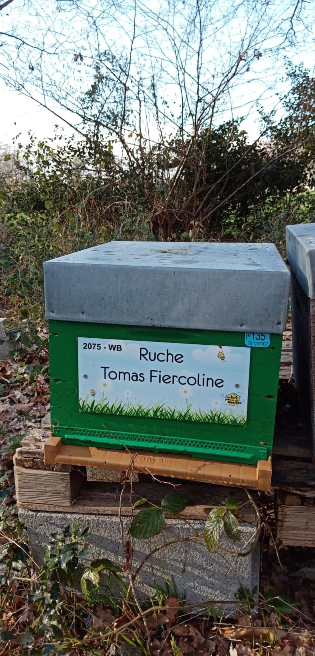 La ruche Tomas Fiercoline