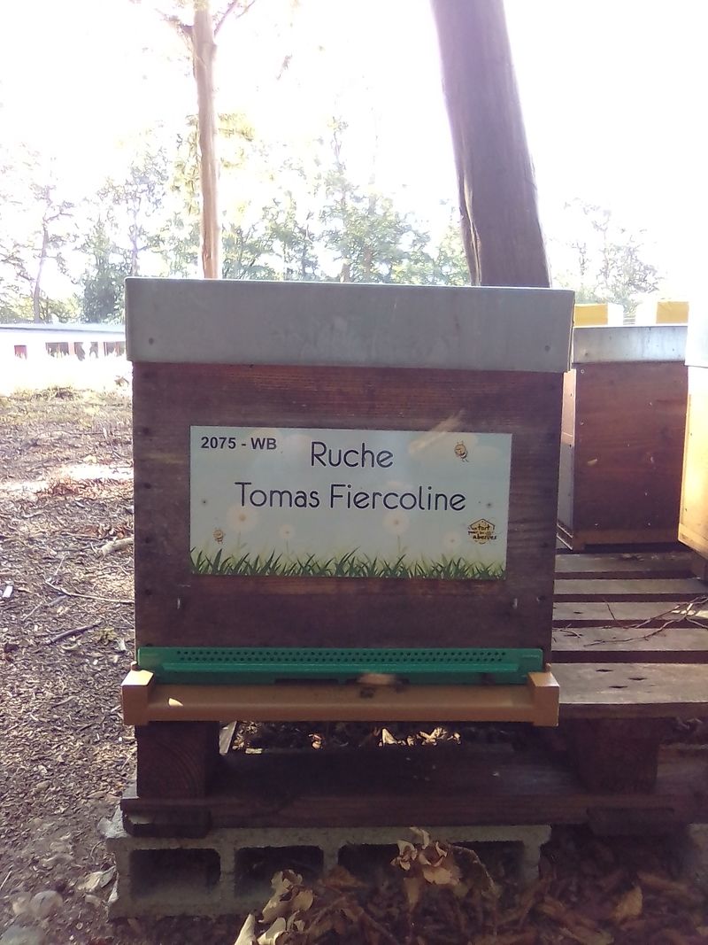 La ruche Tomas Fiercoline