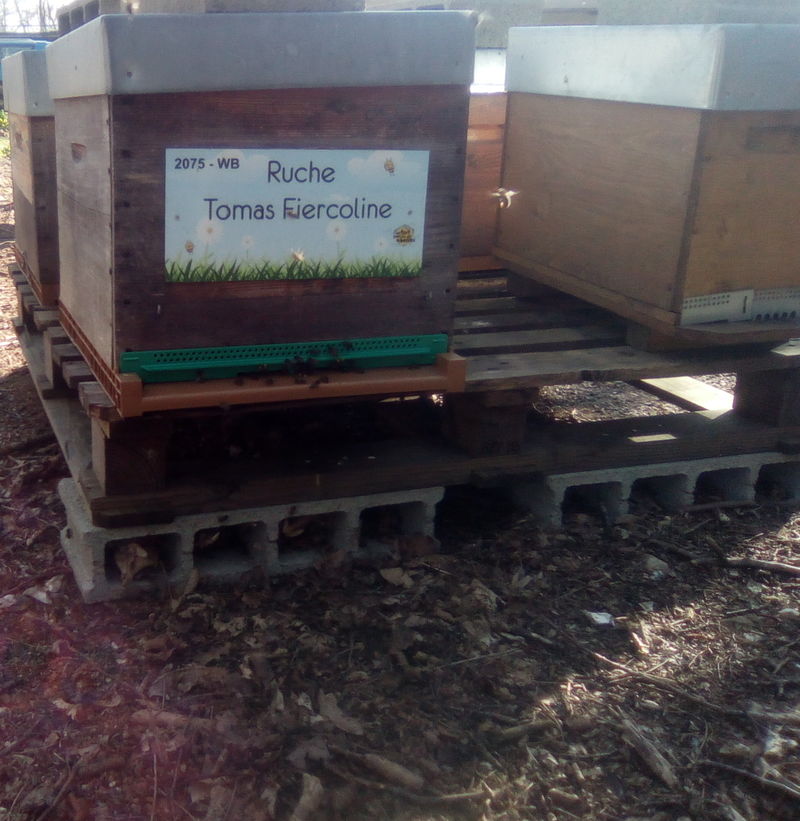 La ruche Tomas Fiercoline