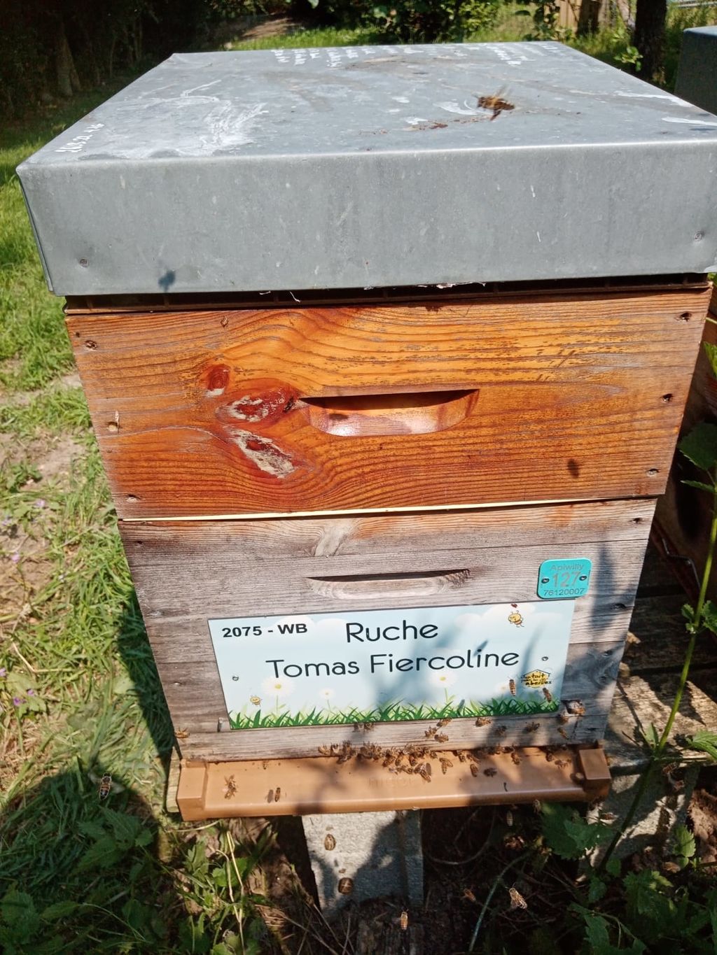 La ruche Tomas Fiercoline