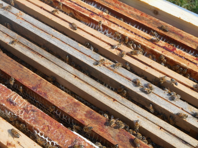 La ruche Lidoc Sonnebec