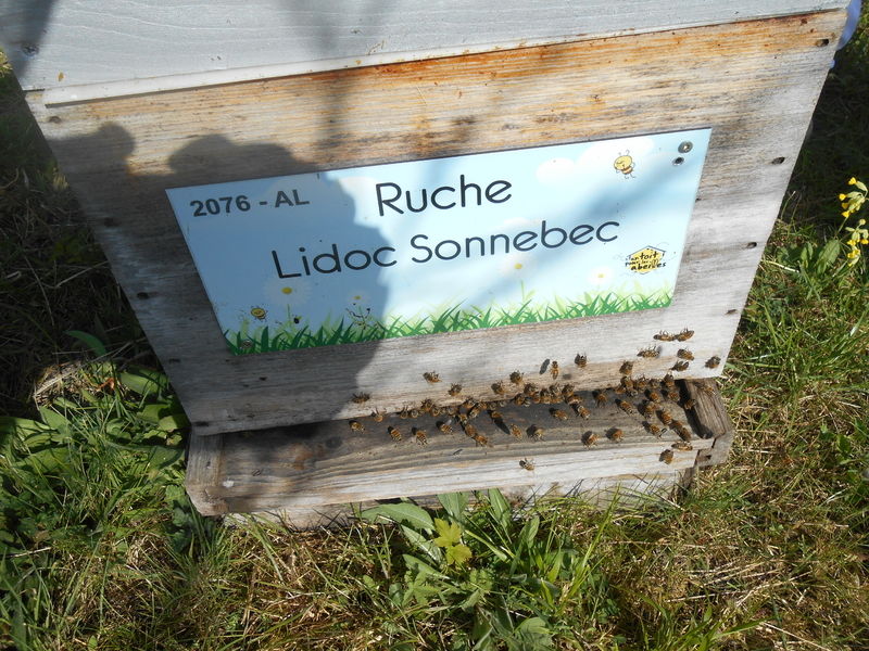La ruche Lidoc Sonnebec